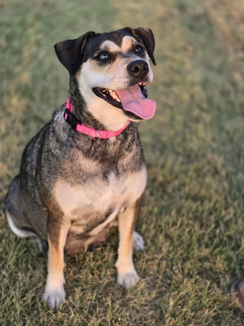 A young medium-sized female Mixed Breed dog named Lacey for adoption in Okemah, OK