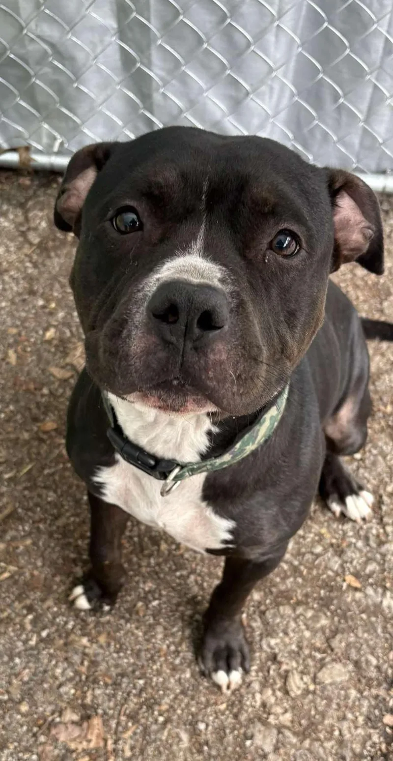 An adult large-sized male Pit Bull Terrier dog named Bruno for adoption in Hermitage, PA
