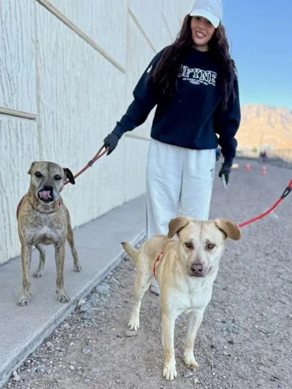 An adult medium-sized male Yellow / Tan / Blond / Fawn Labrador Retriever dog named Cap'n Crunch for adoption in El Paso, TX