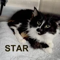 An adult medium-sized female Black & White / Tuxedo Tuxedo cat named Star for adoption in Henderson, NV