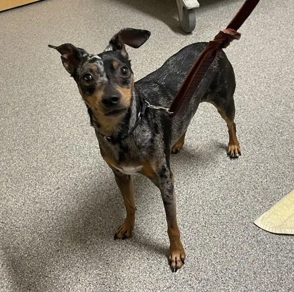 An adult small-sized male Miniature Pinscher dog named Bic for adoption in Escondido, CA
