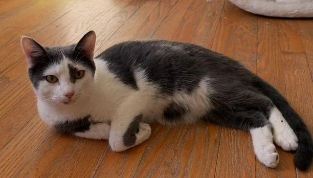 A young small-sized male Domestic Short Hair cat named Bert for adoption in Bardstown, KY