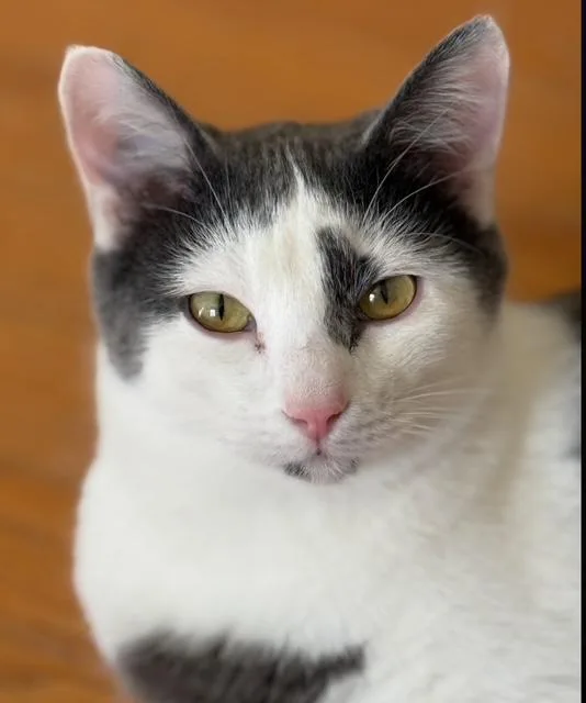 Bert thumbnail 2