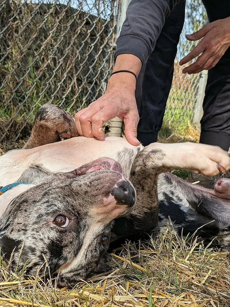 An adult medium-sized male Merle (Blue) Pit Bull Terrier dog named Neptune for adoption in Chicago, IL