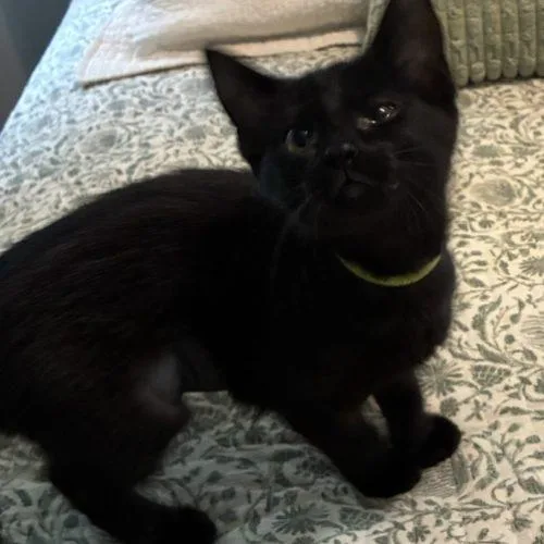 A baby small-sized female Black Domestic Short Hair cat named Nora for adoption in Kenosha, WI