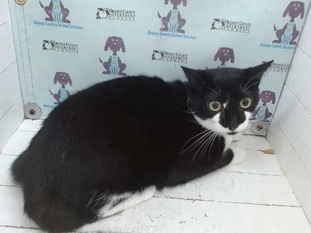 A young small-sized female Domestic Short Hair cat named Hallow for adoption in Orlando, FL