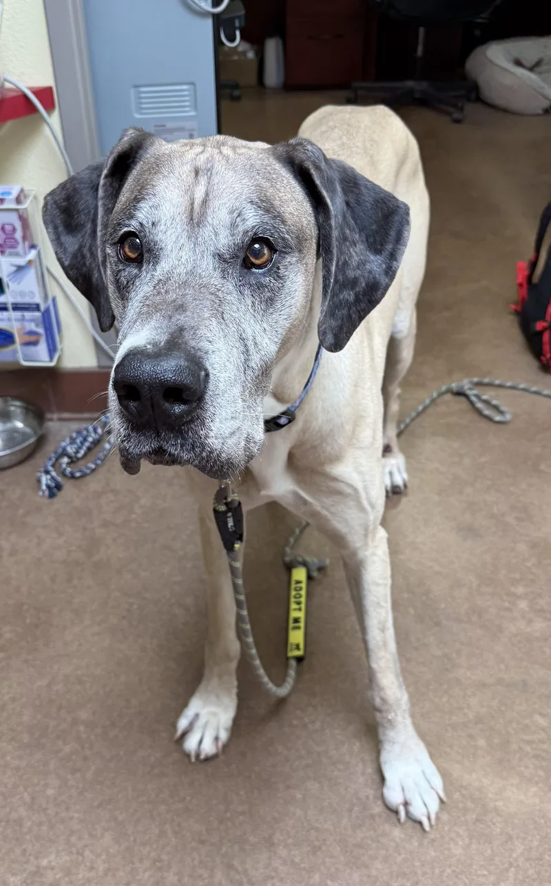 Duke