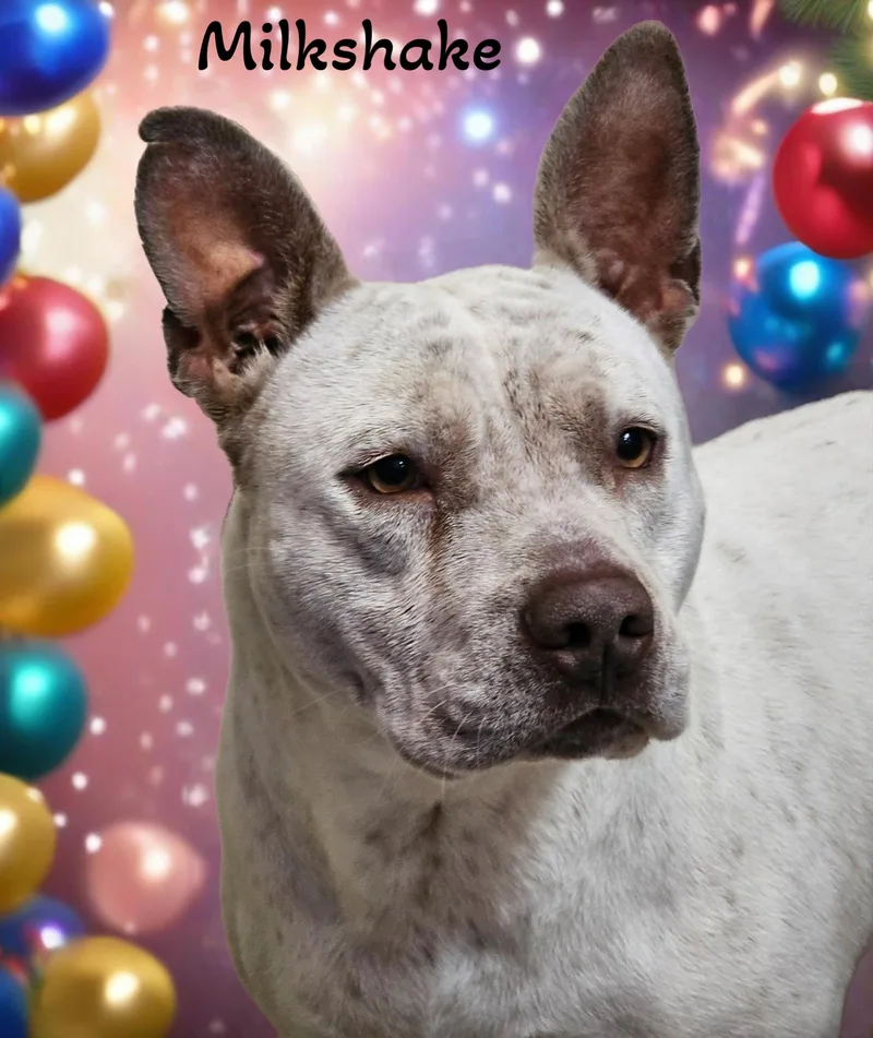 Milkshake thumbnail 2