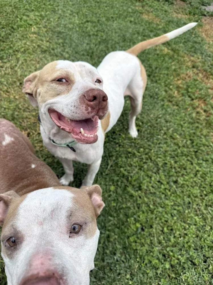 An adult large-sized male American Bulldog dog named Allen for adoption in Lakeland, FL