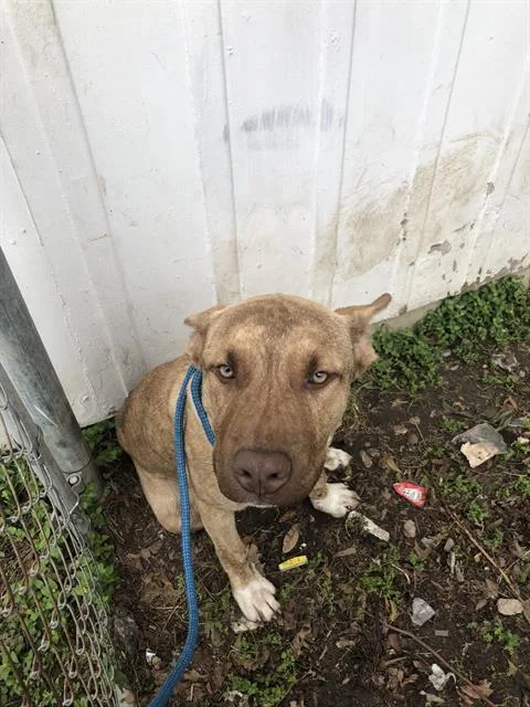 A young large-sized male Mixed Breed dog named Haru for adoption in Dallas, TX