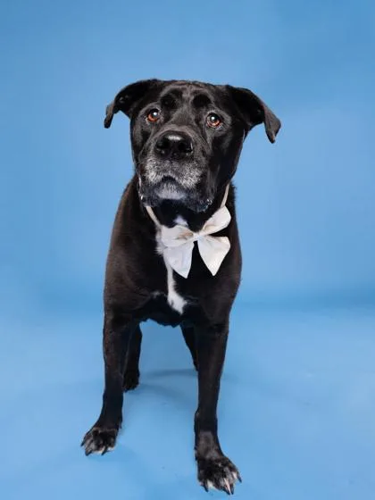 A senior large-sized male Mixed Breed dog named Cole for adoption in Atlanta, GA