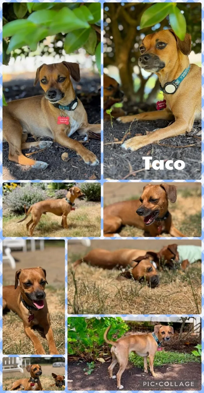 Taco