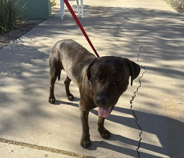 An adult large-sized male Pit Bull Terrier dog named Madden for adoption in Mesa, AZ