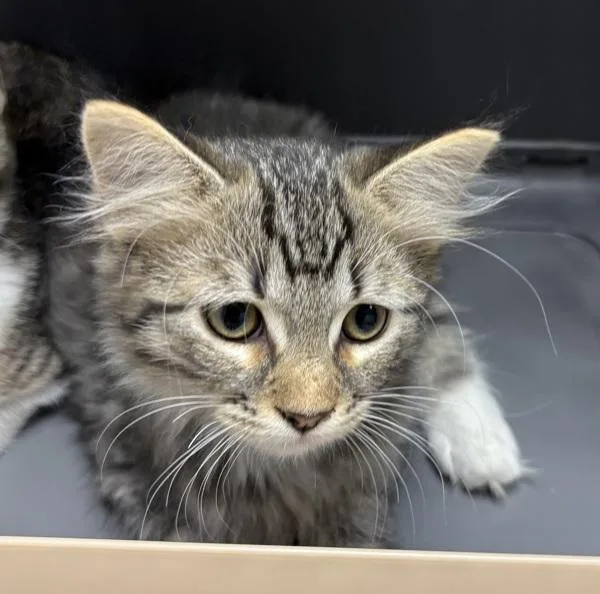 A baby small-sized male Domestic Medium Hair cat named Kd Mitzy for adoption in Lawrenceville, GA