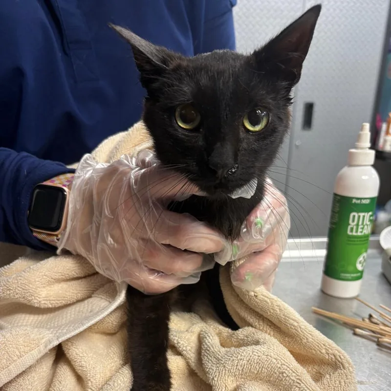 A young medium-sized male Black Domestic Short Hair cat named Larry for adoption in Newark, NJ