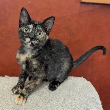 A baby small-sized female Tortoiseshell Domestic Short Hair cat named Zippy for adoption in Rochester, MN