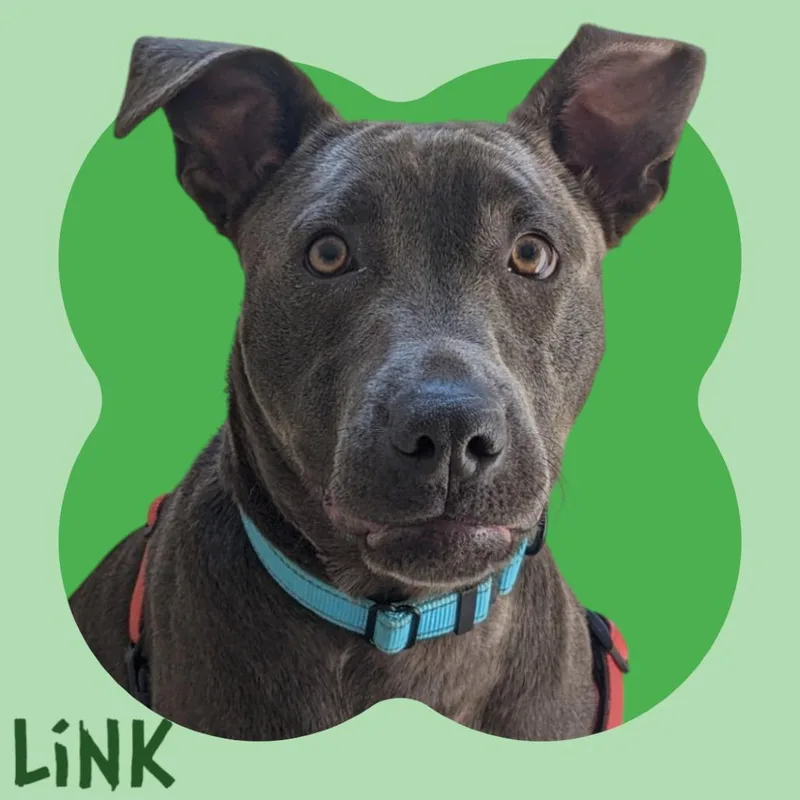 An adult medium-sized male Mixed Breed dog named Link Luxe for adoption in Manchester, NH