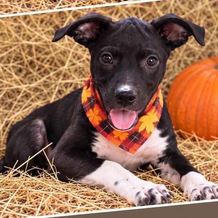 A baby medium-sized male Labrador Retriever dog named Frankie for adoption in Wadena, MN