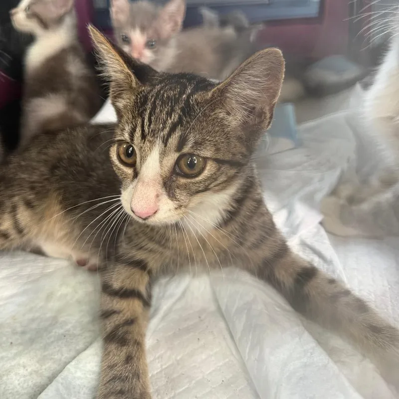 A baby small-sized female Brown / Chocolate Domestic Short Hair cat named Quill for adoption in Naples, FL
