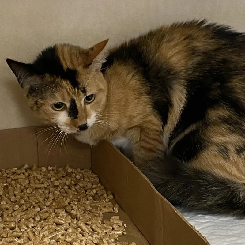 A young small-sized female Calico Domestic Short Hair cat named Estrella for adoption in Westminster, CA