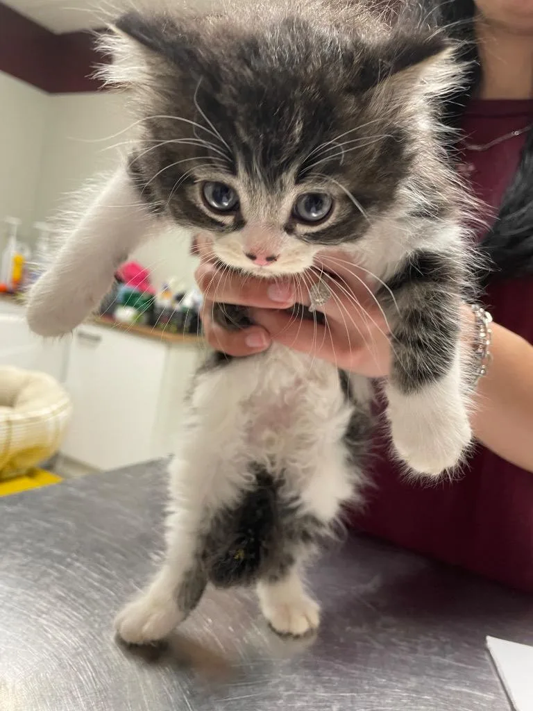 A baby medium-sized male Persian cat named Hawkeye for adoption in Fall River, MA