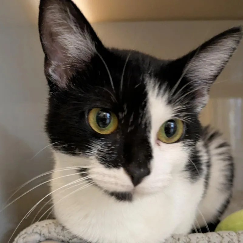 A young medium-sized female Domestic Short Hair cat named Philly for adoption in Chicago, IL
