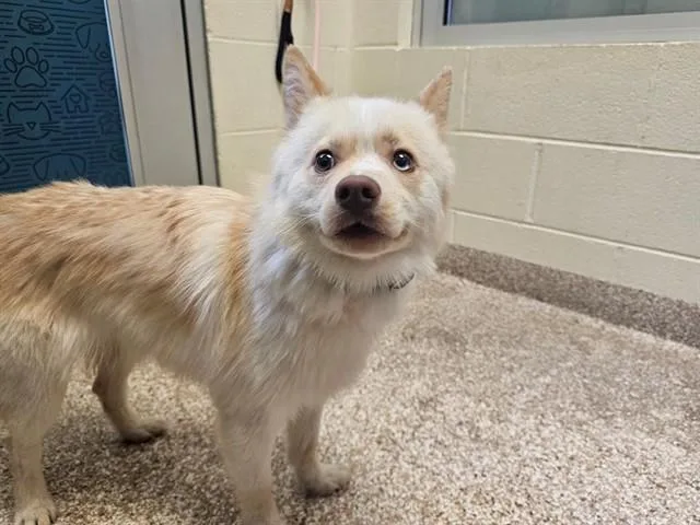 A young small-sized male Pomeranian dog named Grenzow for adoption in Pueblo, CO