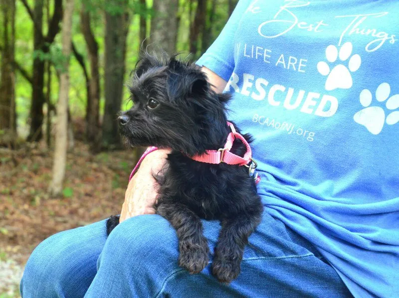A young small-sized female Black Yorkshire Terrier dog named Daisy Mae for adoption in Willingboro, NJ