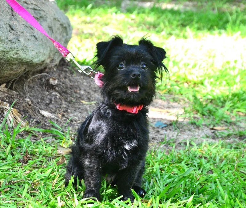 Daisy Mae thumbnail 4