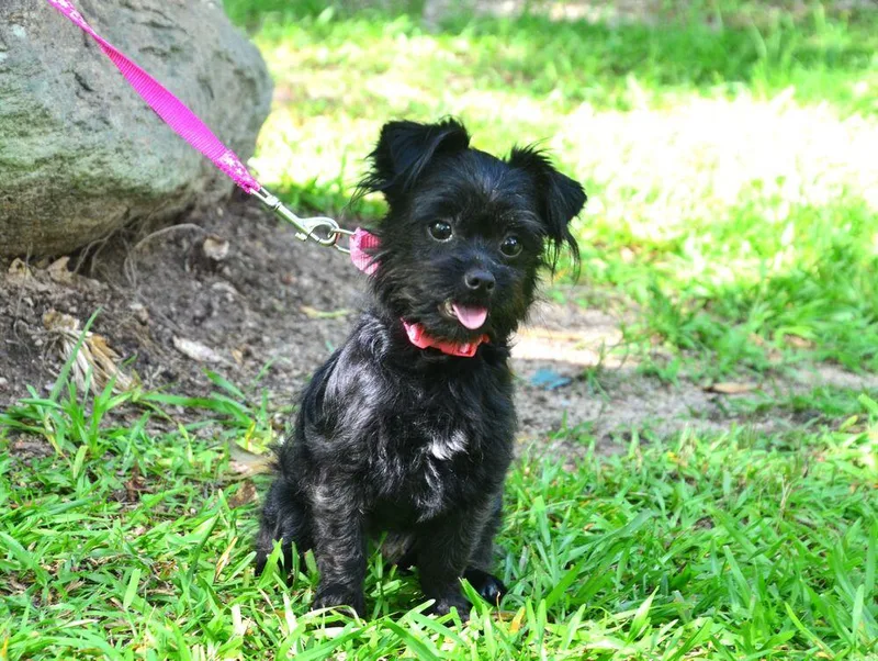 Daisy Mae thumbnail 5