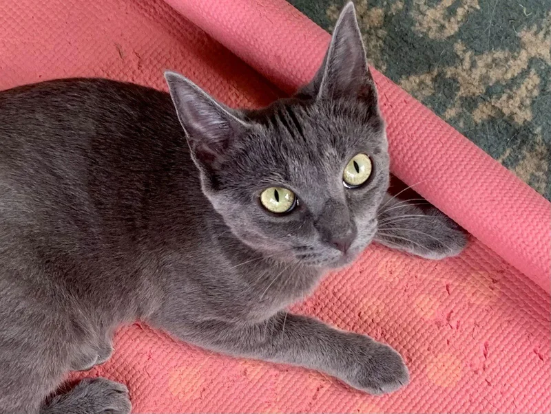 A young medium-sized female Gray / Blue / Silver Domestic Short Hair cat named Olive for adoption in Forest, VA