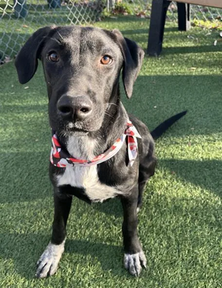 A young medium-sized male Mixed Breed dog named Jack for adoption in Columbia, SC