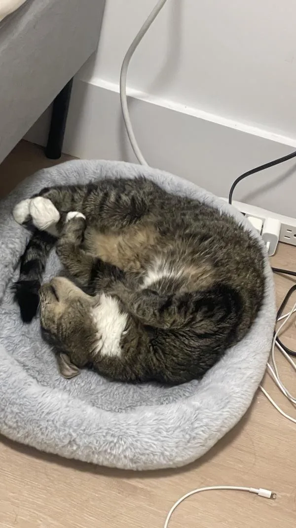 A senior large-sized male Domestic Short Hair cat named Sid for adoption in New York, NY