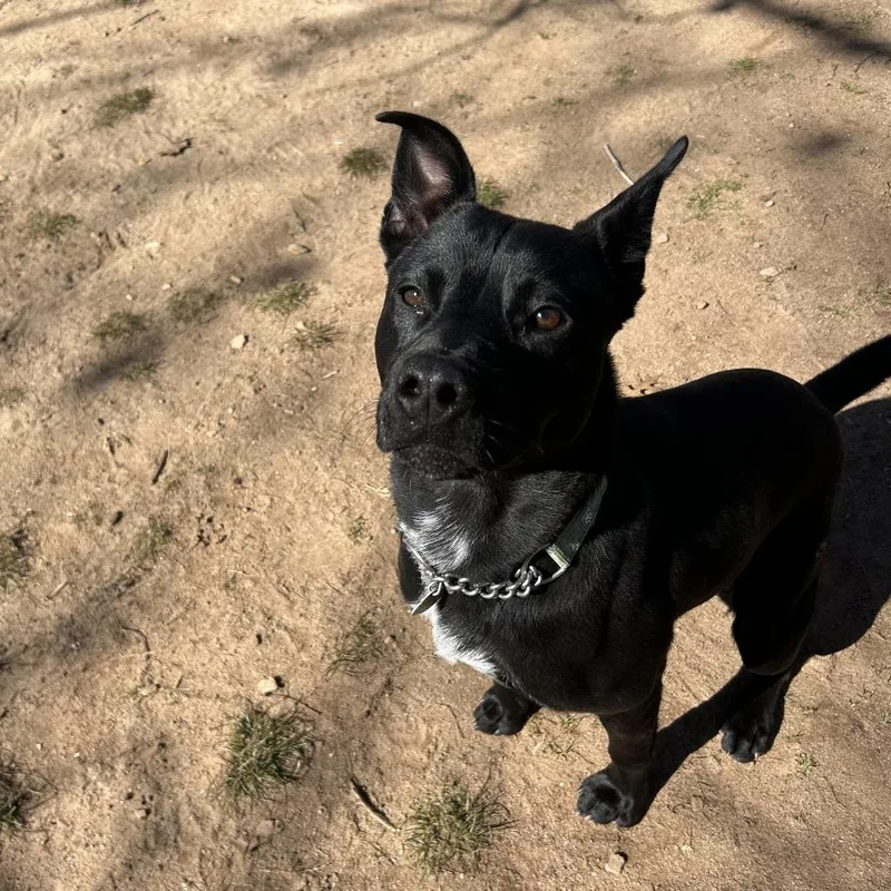 An adult medium-sized male Black Mixed Breed dog named Vincent for adoption in Hamilton, GA