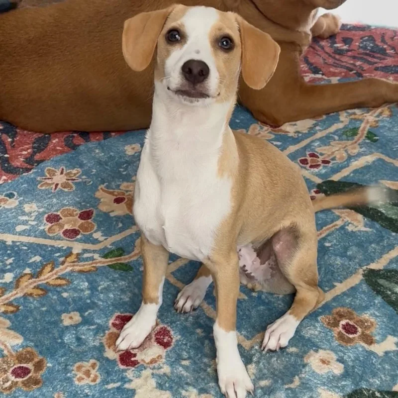 George Darling thumbnail 3