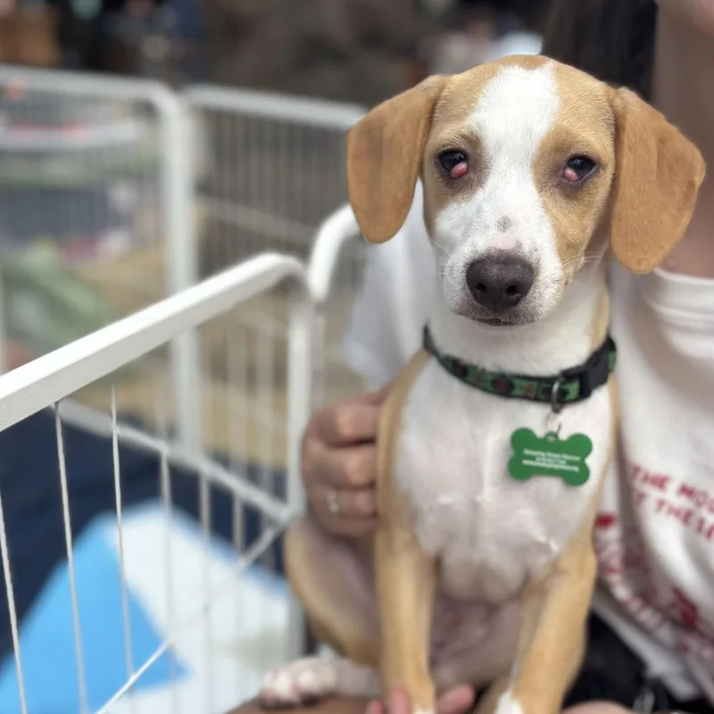 George Darling thumbnail 6