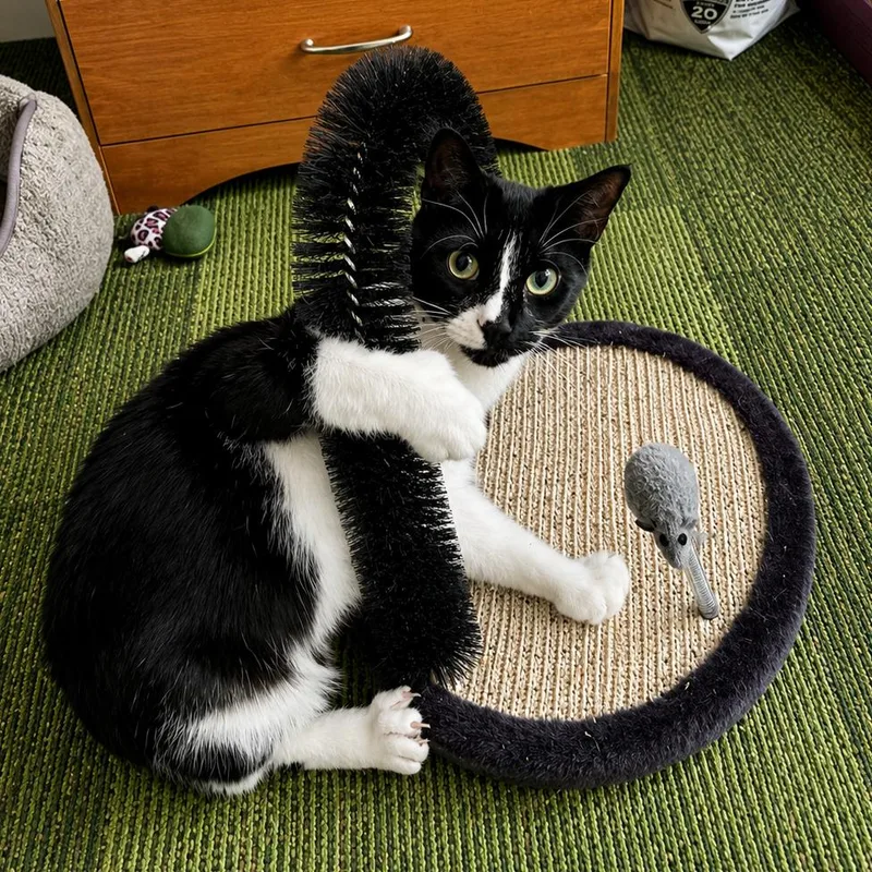 A young small-sized female Black Domestic Short Hair cat named Micha for adoption in Hopkinton, MA
