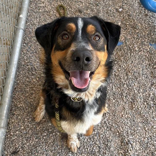 An adult large-sized male Australian Cattle Dog / Blue Heeler dog named Thor for adoption in Mesa, AZ