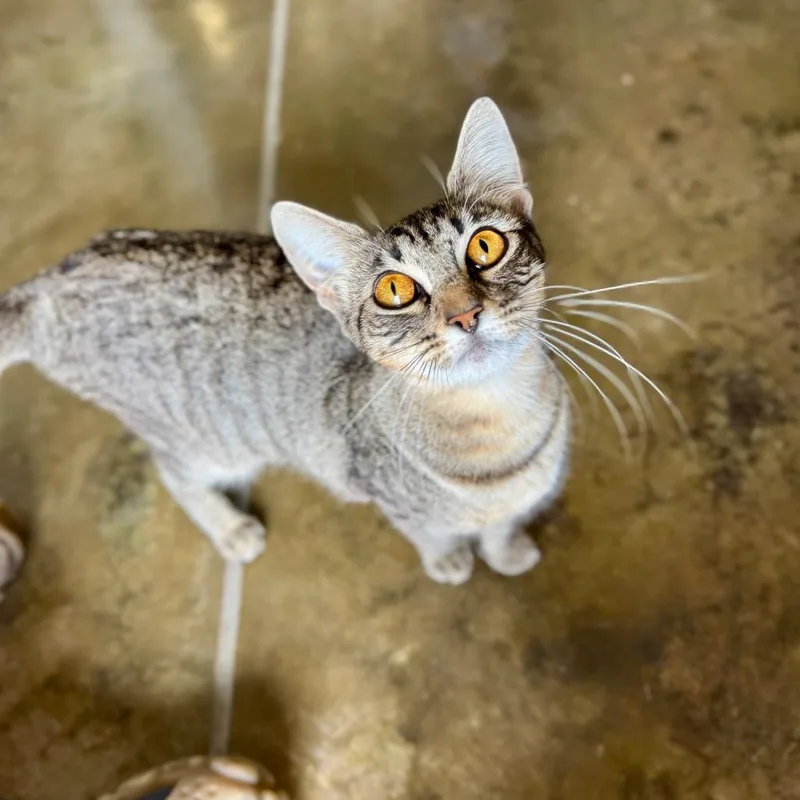 A young medium-sized female Buff / Tan / Fawn Domestic Short Hair cat named Citrine for adoption in Fredericksburg, TX
