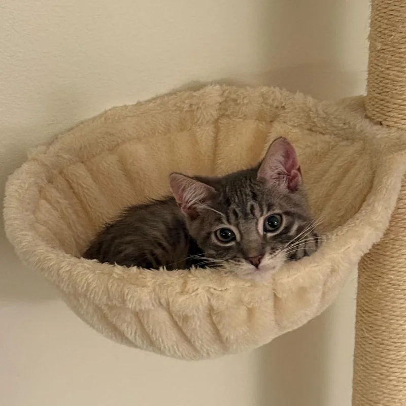 A baby small-sized male Brown / Chocolate Domestic Short Hair cat named Kingfisher for adoption in Long Beach, CA