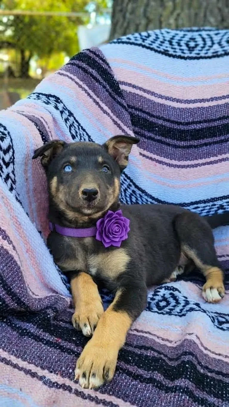 A baby large-sized female Husky dog named Jessie for adoption in Anza, CA
