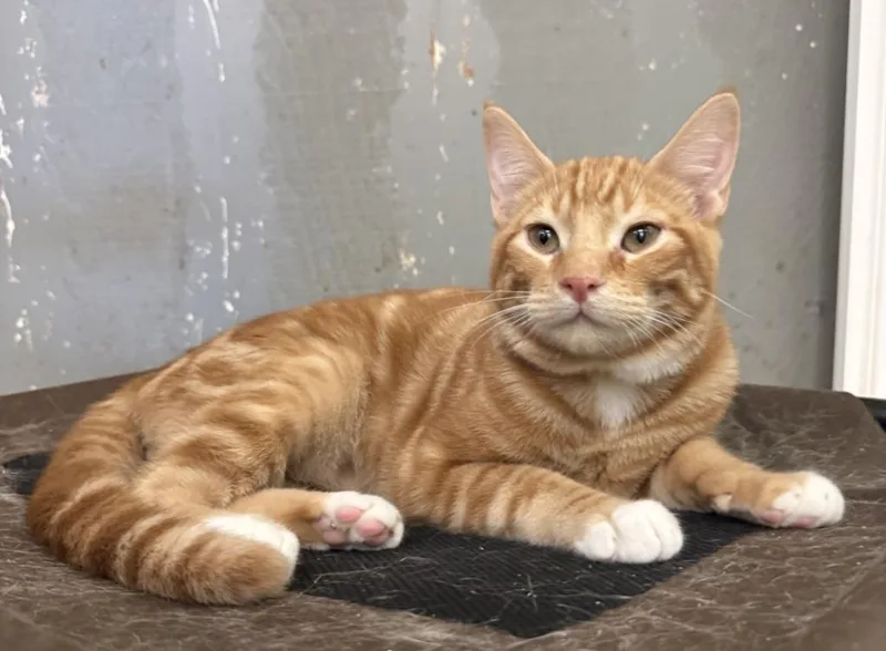 A baby small-sized male Domestic Short Hair cat named Kael for adoption in Lemoore, CA