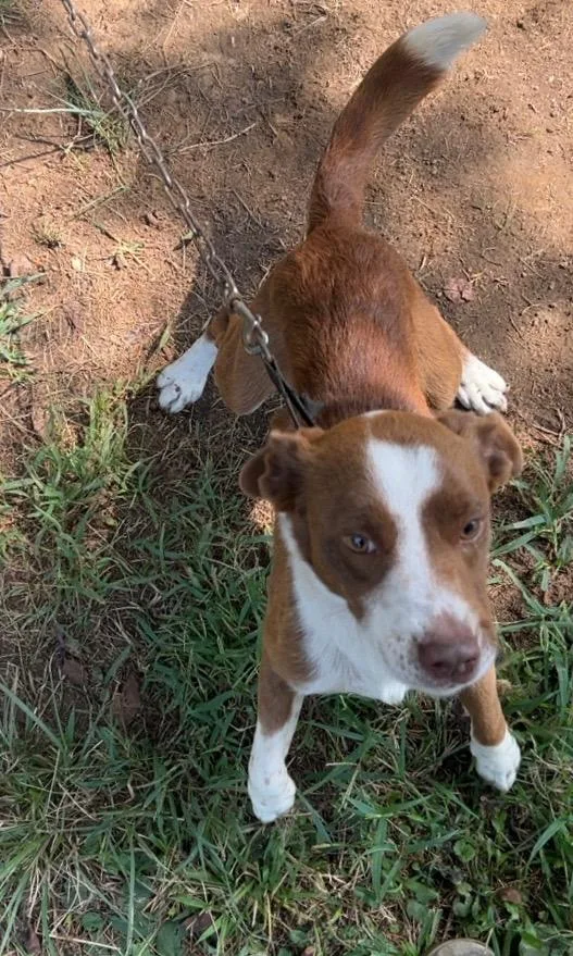 An adult large-sized male Mixed Breed dog named Buddy for adoption in Chickamauga , GA