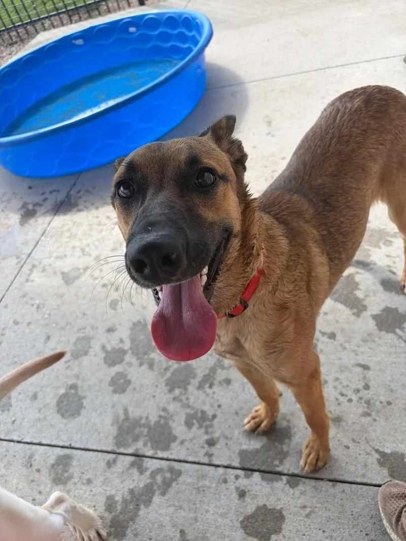 A young large-sized female Belgian Shepherd / Malinois dog named Heather for adoption in Seward, NE