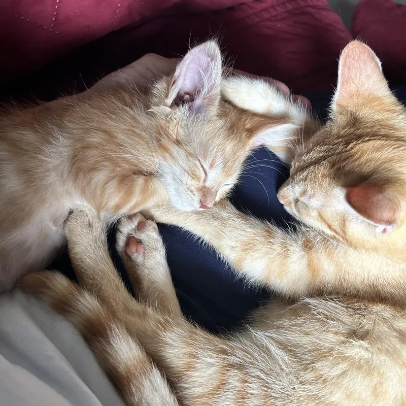 A baby small-sized male Orange / Red Domestic Short Hair cat named Creamsicle for adoption in Chattanooga, TN