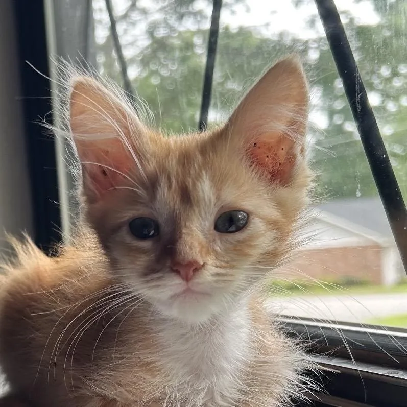 Creamsicle thumbnail 3