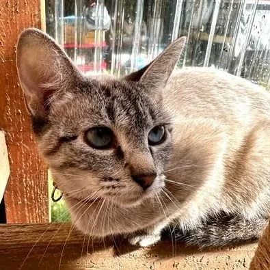 An adult medium-sized female Lilac Point Siamese cat named Snow Pretty Siamese for adoption in Hoquiam, WA