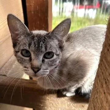 Snow  Pretty Siamese thumbnail 2