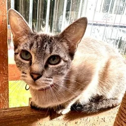 Snow  Pretty Siamese thumbnail 4