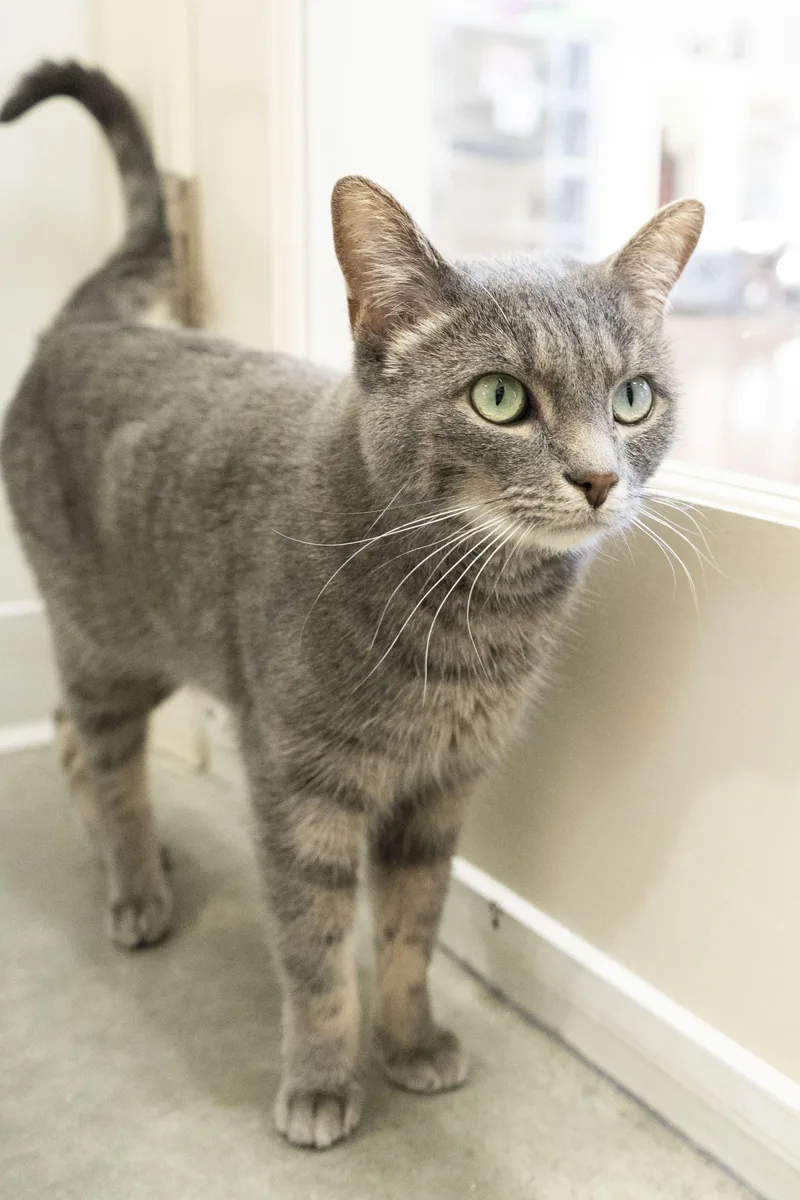 An adult medium-sized female Tabby (Gray / Blue / Silver) Domestic Short Hair cat named Camile for adoption in Boise, ID